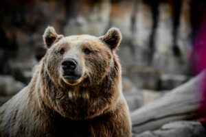 A detailed close-up view of a wild brown bear in its natural habitat.